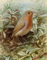 Petirrojo en una rama